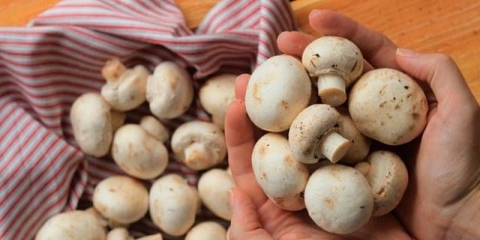 Kako uzgajati šampinjone kod kuće u vrećama